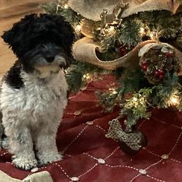 Aussiedoodles, Cockapoos, Goldendoodles, and Havapoos from Hofer Pups