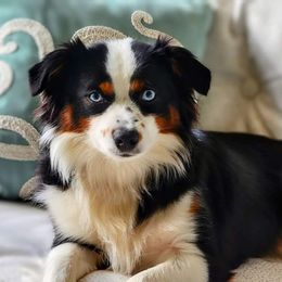 River - Miniature Australian Shepherd