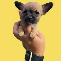 Gracie is spoken for - Black sabled fawn female Chihuahua puppy in Harlan, Iowa from Home Grown Chihuahuas From Iowa