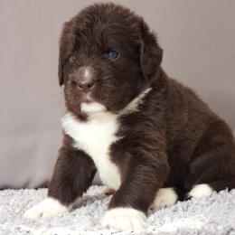 Sage - Brown female Newfoundland puppy in Dalton, Ohio from Newfforu