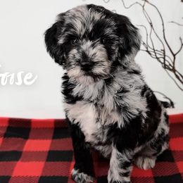 Aussiedoodles, Goldendoodles, and Sheepadoodles from UpNorth Pups