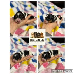 Fran - Piebald female Dachshund puppy in Durant, Oklahoma from Big Creek Mini Dachshund