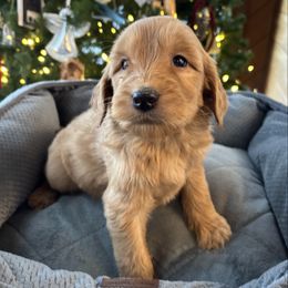 Girl 1 - Red  female Goldendoodle puppy in Mattawan, Michigan from Doodifuldoods
