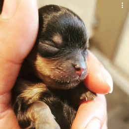 Yorkshire Terrier Puppies from Jazmin Petruchik