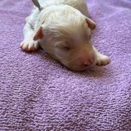 Grey collar - Tri-color male Australian Labradoodle puppy in Fontana, California from Grammy's Puppy Love doodles and poodles