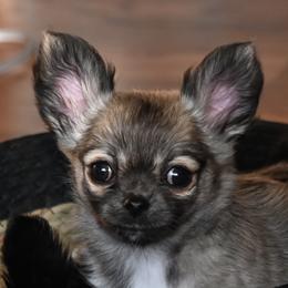 Chihuahua puppies from Bri Chi's