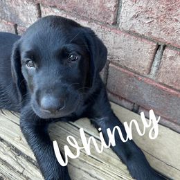 Whinny - Labrador Retriever puppy from River Mountain Kennels