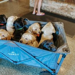 Labrador Retriever Puppies from Landon J Farms Labrador Retrievers