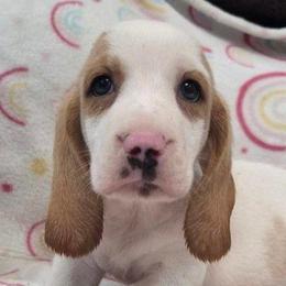 Cherish - Lemon and white female Basset Hound puppy in Newton Grove, North Carolina from MGA Basset Hound