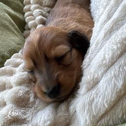 Aurora (Rory) - Red female Dachshund puppy in Summit, South Carolina from Doxies4Paws