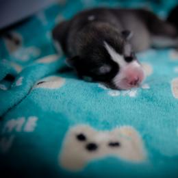 Siberian Husky Puppies from Ivie Huskies