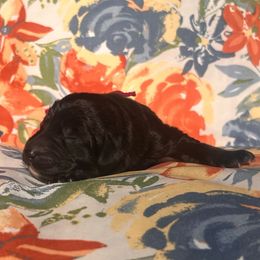 Blitzen - Black female Labradoodle puppy in Monticello, Georgia from Daylin’s Doodles & Labradors
