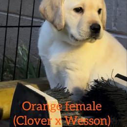 Girl 3 - Yellow female Labrador Retriever puppy in Wilson’s, Virginia from Cedar Hill Farm Labradors