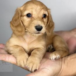 Iris - Red female Dachshund puppy in Goodyear, Arizona from D&C Royal Dachshunds LLC