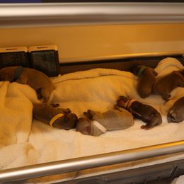 French Bulldog Puppies from Floofie Frenchies