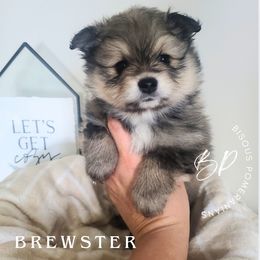 Brewster - Cream sable male Pomeranian puppy in Saint Charles, Missouri from Heartland Shepherds