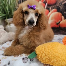 AKC Mia - Red  female Poodle puppy in Lebanon, Missouri from Leerose Puppies