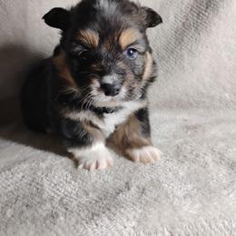 Black collar - Black and tan male Pembroke Welsh Corgi puppy in Yelm, Washington from Tolbolton Creek Corgis