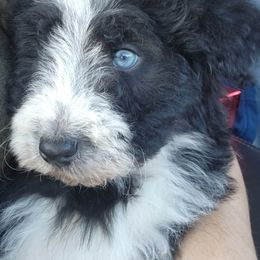 Aussiedoodle and Australian Shepherd Puppies from Holly Ridge Aussies