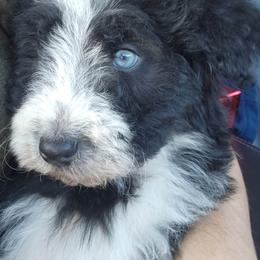 Aussiedoodle and Australian Shepherd Puppies from Holly Ridge Aussies
