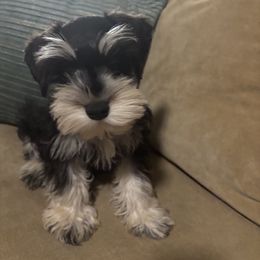 Lebron - Black and silver male Miniature Schnauzer puppy in Sugar Land, Texas from Ana's Black & Silver Schnauzers