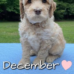Australian Labradoodle Puppies from Lakeshore Labradoodles