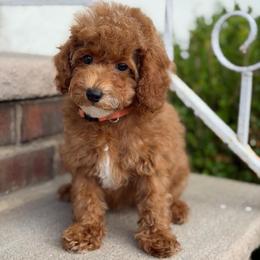 Nala - Red  female Poodle puppy in Belleville, New Jersey from TK Poodles