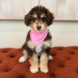 Mira - Red tri-color female Aussiedoodle puppy in Allen, Texas from Calena’s Doodles
