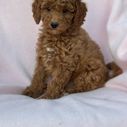 Spencer - Red  male Goldendoodle puppy in Lancaster, Kentucky from Dream Paws Puppies, LLC