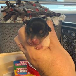 Pup A1 Girl - White black and tan female Toy Fox Terrier puppy in Clermont, Florida from Debbie Hiles's Toy Fox Terriers