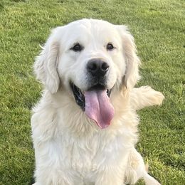 Lucky - Golden Retriever