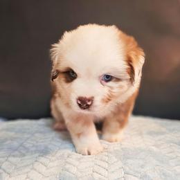 Nicodemus - Red merle male Miniature Australian Shepherd puppy in Owensboro, Kentucky from JnT's Bluegrass Mini Aussies