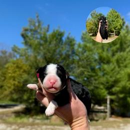 Tris - Tri-color female Bernedoodle puppy in Wamego, Kansas from Doodles of Oz