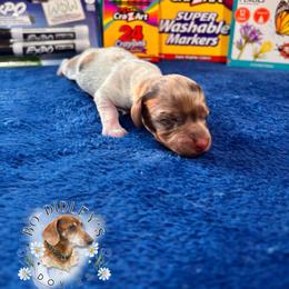 Sharpie - Chocolate and tan male Dachshund puppy in Clarksdale, Mississippi from Bo Didley's Doxies