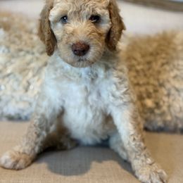 Sassy - Cream female Goldendoodle puppy in Chapin, South Carolina from Kava Kennels