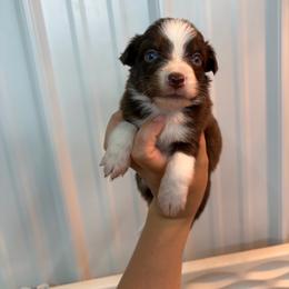 Red tri 1 - Red tri-color female Miniature American Shepherd puppy in Osco, Illinois from Sonnenhügel Kennel, LLC