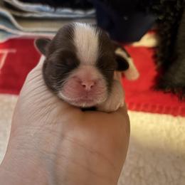 Caroline - Liver and white female Shih Tzu puppy in Sharon, Pennsylvania from Keystone Danes and Shih tzus