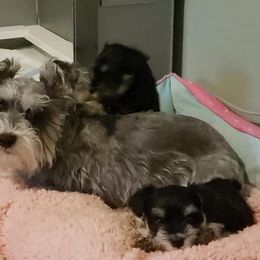 Miniature Schnauzers from Perfekt Schnauzers