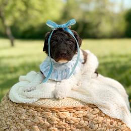 Cookie - Parti female Goldendoodle puppy in Ooltewah, Tennessee from Allison Family Doodles