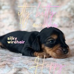 Hoppy - Black and tan female Dachshund puppy in Canton, Texas from Itty Bitty Dachshunds
