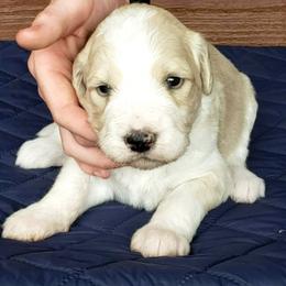 Daisy - White female Bernedoodle puppy in Columbia, Missouri from Silver Creek Pups