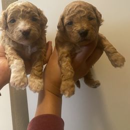 Poodle Puppies from Jamilette Delatorre's Poodles