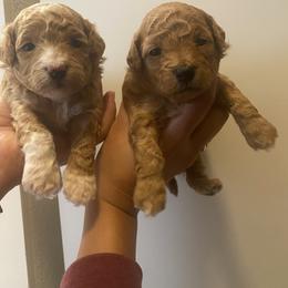 Poodle Puppies from Jamilette Delatorre's Poodles