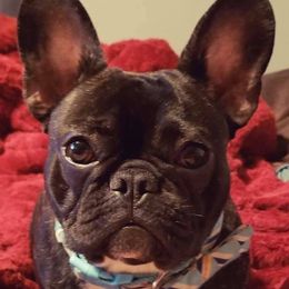 Rubble - French Bulldog