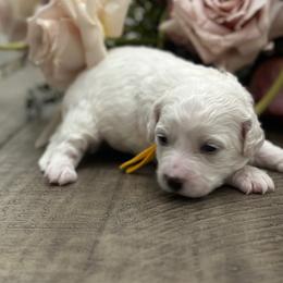Bichon Frise puppies from Lyudmyla Loves Puppies
