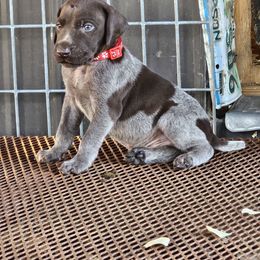 Boy 6 - Liver roan male German Shorthaired Pointer puppy in Henderson, Texas from C4 Gun Dogs