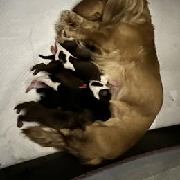 Dachshund Puppies from Scottland Ranch Dachshunds
