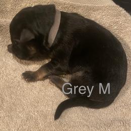 Grey collar boy - Black and red male German Shepherd puppy in Coleta, Illinois from Four Leaf Farm- Vom Vierblättriges Bauernhof