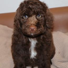 Wonka Bar - Phantom male Bernedoodle puppy in Ohio from Moore Doodles
