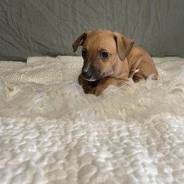 Italian Greyhound Puppies from Kentucky Greyhounds